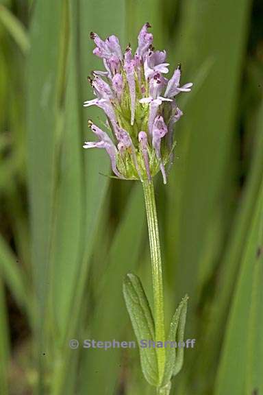 plectritis ciliosa 6 graphic